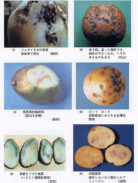 ジャガイモ博物館 塊茎芋の異常診断２